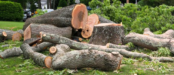 Large Tree Removal in Mission Viejo