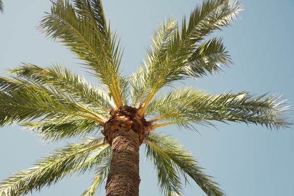 Palm Tree Removal in Mission Viejo