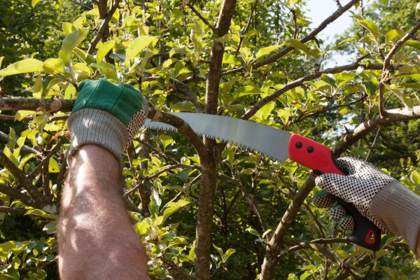 Small Tree Removal in Mission Viejo