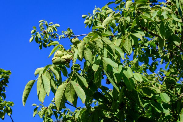 Cost of Walnut Tree Removal in Mission Viejo