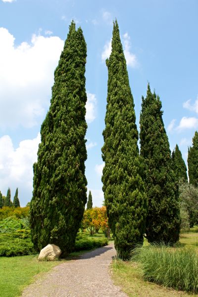 Cost of Cypress Tree Removal in Mission Viejo