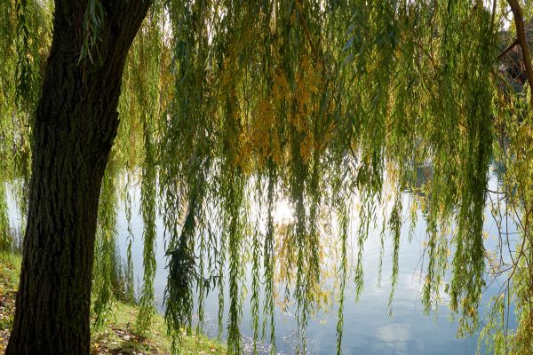 Cost of Willow Tree Removal in Mission Viejo