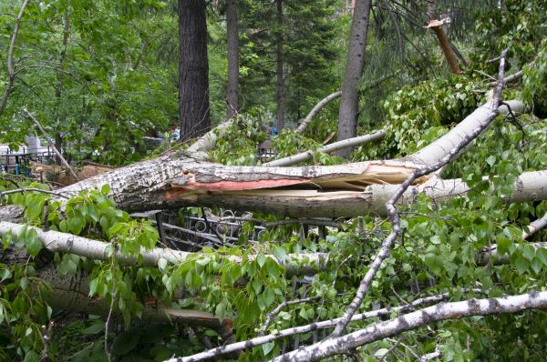 Birch Tree Removal in Mission Viejo