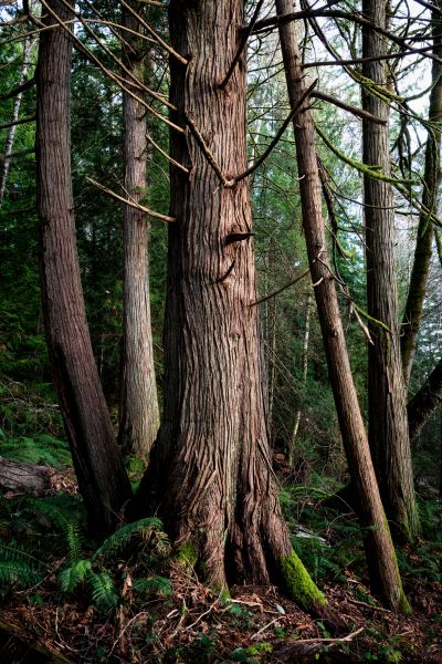 Cost of Cedar Tree Removal in Mission Viejo