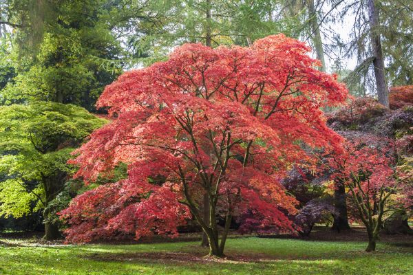 Cost of Maple Tree Removal in Mission Viejo