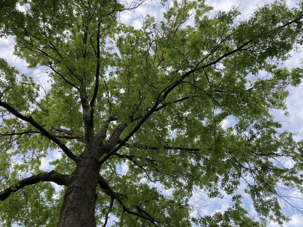 Cost of Oak Tree Removal in Mission Viejo