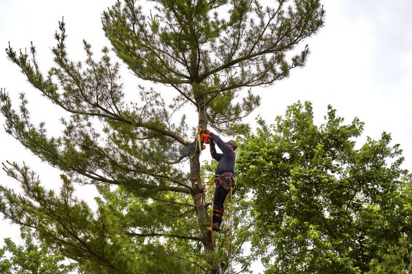 Cost of Pine Tree Removal in Mission Viejo