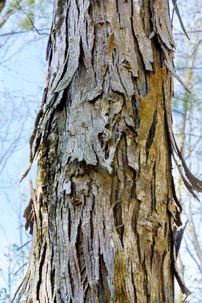 Hickory Tree Removal in Mission Viejo