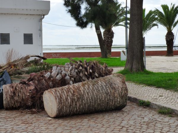 Palm Trees Removal in Mission Viejo
