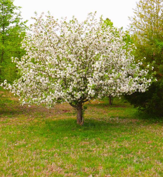 Dogwood Tree Removal in Mission Viejo