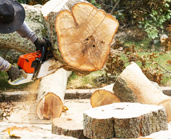 Tree Removal Service in Mission Viejo