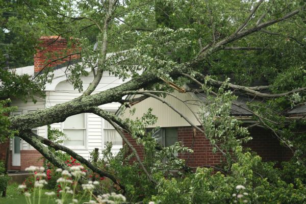 Emergency Tree Removal in Mission Viejo