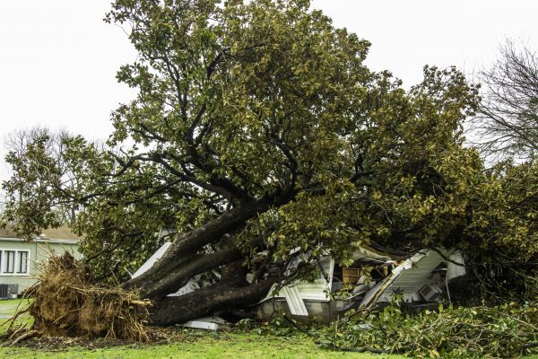 Fallen Tree Removal in Mission Viejo