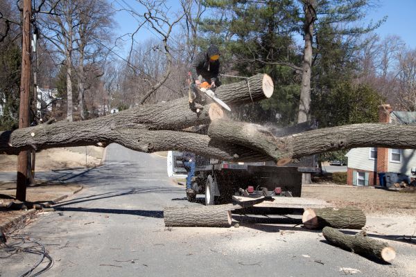 Cost of Residential Tree Removal in Mission Viejo