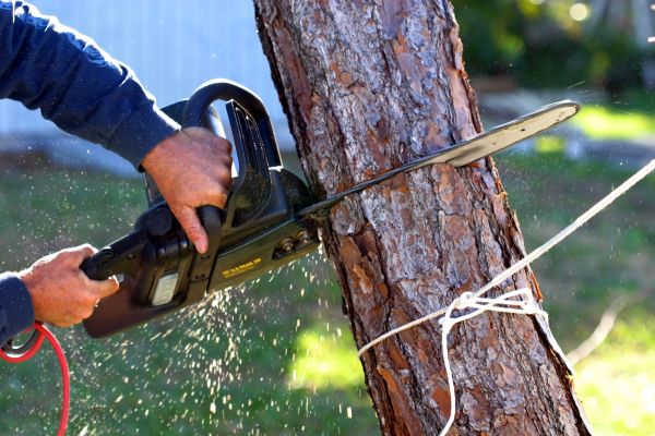 Dead Tree Removal in Mission Viejo